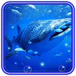 Shark Tiger HD
