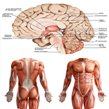 Anatomy New plus ++