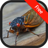 Cicada Sounds