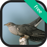 Cuckoo Bird Sounds