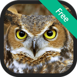 Owl Sound Ringtones