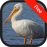 Pelican Bird (Animal) Sounds