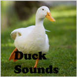 Duck Sounds