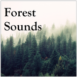 Forest Sounds