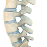 VR Human Spine