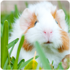 Animal Sounds APK