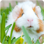 Animal Sounds