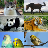 Animal sounds