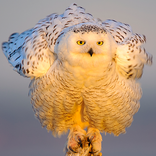 Living Bird Magazine