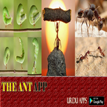 THE ANT