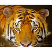 Top Ranked Wildlife Videos APK