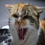 Cat Simulator