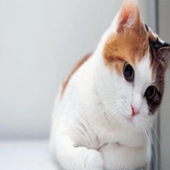 Cat Meow Sounds 14
