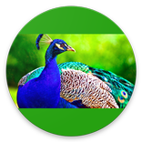 Birds Calls Sounds