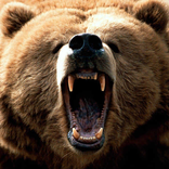 Cute Bears