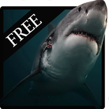 Furious Shark