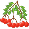 Лекарственные растения APK