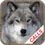 Wolf Howl