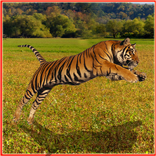 Tiger Hunter