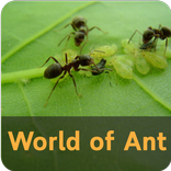 World of Ant