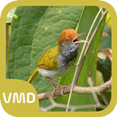 Masteran Kicau Prenjak APK