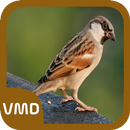 Sparrow Bird Sound APK
