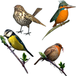 Bird Lovers