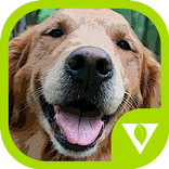 Dogs Puzzles