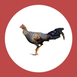Jungle fowl