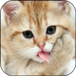 Cat Lick Screen Live Wallpaper