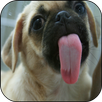 APK Dog Lick Screen Live Wallpaper