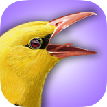 iBird UK Lite Free Bird Guide