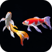 New Japanase Koi Fish Lock Screen APK