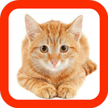 Cat Sounds Button