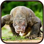 Komodo Dragon Lizard Rampage