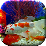 Aquarium Live Wallpaper