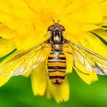 Insects in Phone Screen Prank