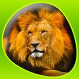 Animals 360