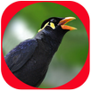 Master Suara Burung Beo Pintar APK