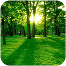 Green Forest APK