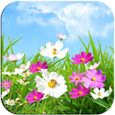 Spring Flowers APK