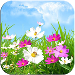 Spring Flowers