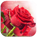 3D Rose APK