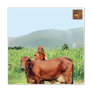 Dairy Husbandry Practices APK