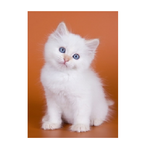cute kittens