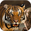 Real Animal Jigsaw Puzzles APK