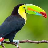 Beautiful Birds