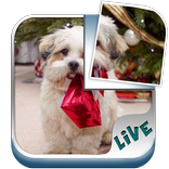 Live Animals Puzzle