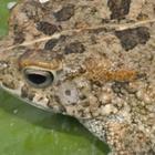 Frog Types and Sounds icon