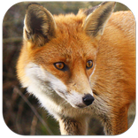 Learn Tiere